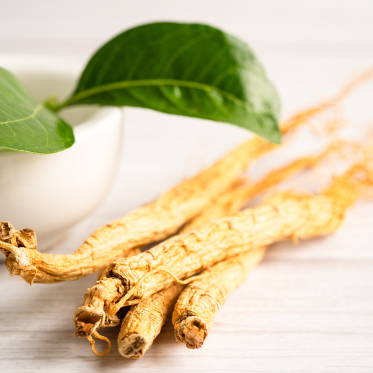 adaptogenic herb panax ginseng for stress relief